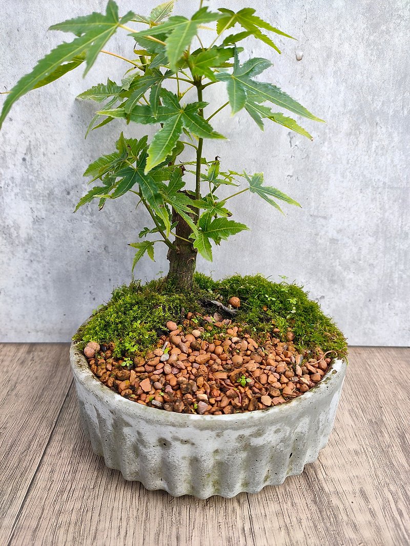 Green Maple Cement Potted Plant - ตกแต่งต้นไม้ - พืช/ดอกไม้ 
