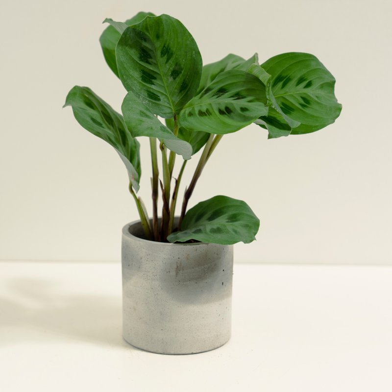 Panda Arrowroot│Clay Series│Blessed Plants - Plants - Cement Green