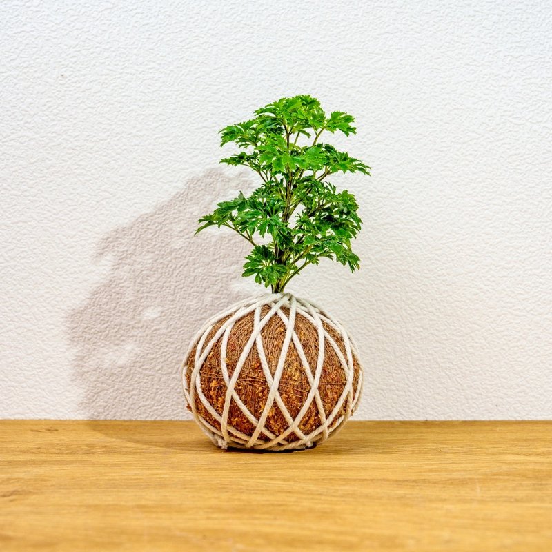 苔球植物 羽葉福祿桐苔球 苔玉 禮物 送禮 桌上盆栽 - 盆栽/植栽 - 植物．花 綠色