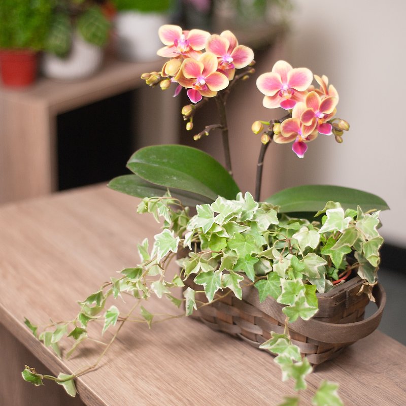 Star mini Phalaenopsis foliage group orchid gift - Plants - Plants & Flowers Multicolor