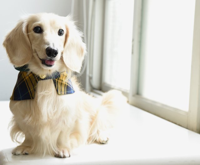 ブリティッシュチェック柄ペットマント いたずらイエロー 犬 Zazazoo ショップ Zazazoo 洋服 帽子 Pinkoi