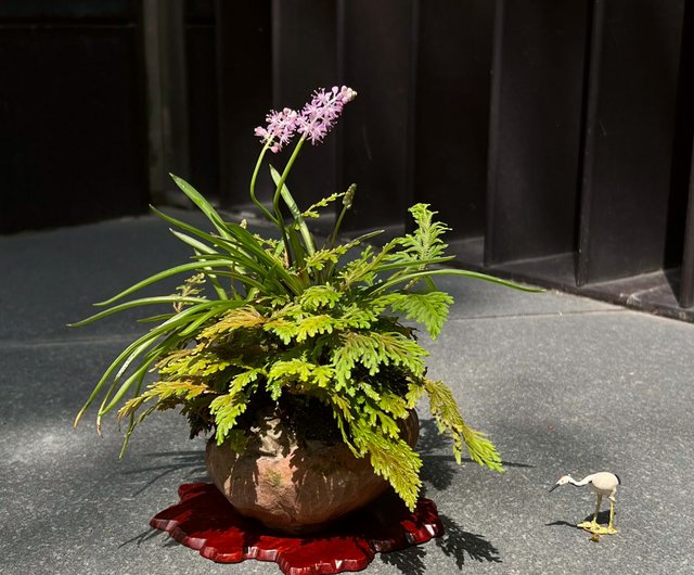 古本正志荷葉蛙鉢∣綿棗兒山野草盆栽茶道意境mu bonsai 翠庭|植 古本正志荷葉蛙鉢∣綿棗兒山野草盆栽茶道意境mu bonsai 翠庭|植