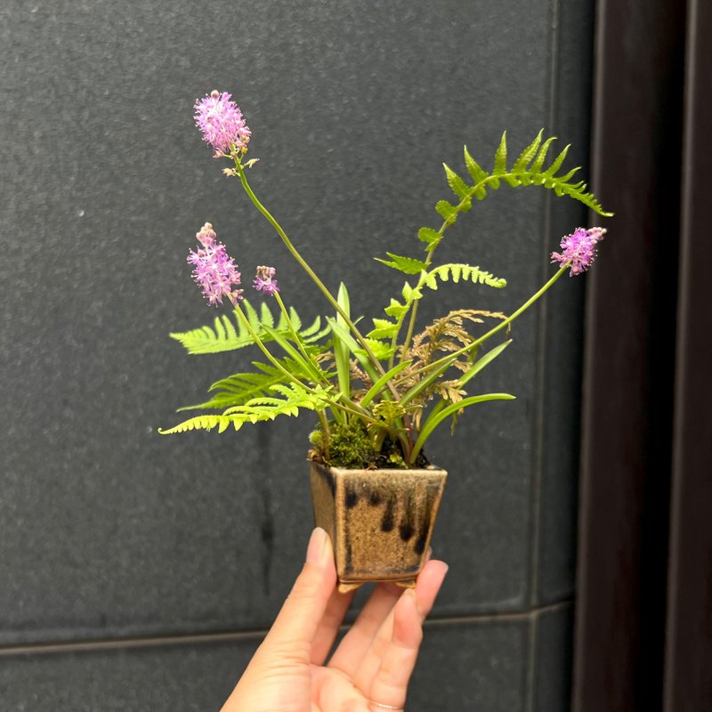 綿棗兒山野草盆栽∣臺灣吉昌柴燒鉢 茶道意境 開花中 - 盆栽/植栽 - 陶 
