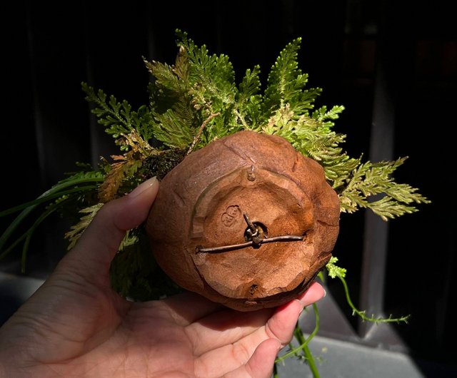 古本正志荷葉蛙鉢∣綿棗兒山野草盆栽茶道意境mu bonsai 翠庭|植 古本正志荷葉蛙鉢∣綿棗兒山野草盆栽茶道意境mu bonsai 翠庭|植