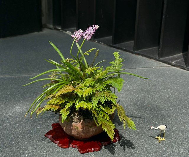古本正志荷葉蛙鉢∣綿棗兒山野草盆栽茶道意境mu bonsai 翠庭|植 古本正志荷葉蛙鉢∣綿棗兒山野草盆栽茶道意境mu bonsai 翠庭|植