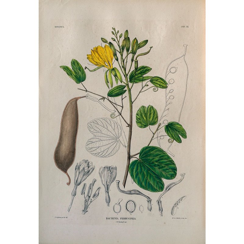 Rusty Bauhinia Bauhinia Ferruginea-Plant Book-Prints