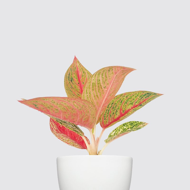 │Xiliシリーズ│Caifeng-空気浄化水耕鉢植え植物自動給水 - 観葉植物 - 寄せ植え・花 ホワイト