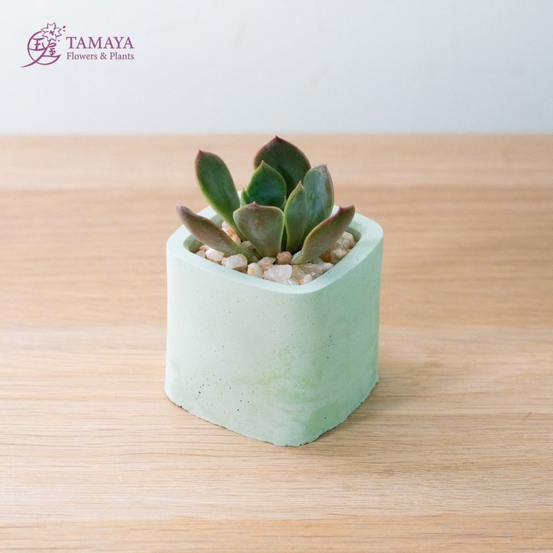 Mini succulent potted plant | green Cement pot - ตกแต่งต้นไม้ - พืช/ดอกไม้ สีเขียว