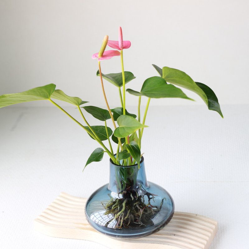 Hydroponic Planting│Pink/Red Flamingo_Indoor Plant Office Potted Planting Potted Planting Hydroponic Planting - Plants - Pottery 