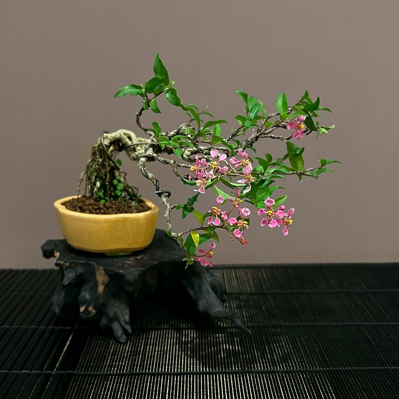 Li's Cherry∣Medium-grade dew-root bonsai - ตกแต่งต้นไม้ - ดินเผา 