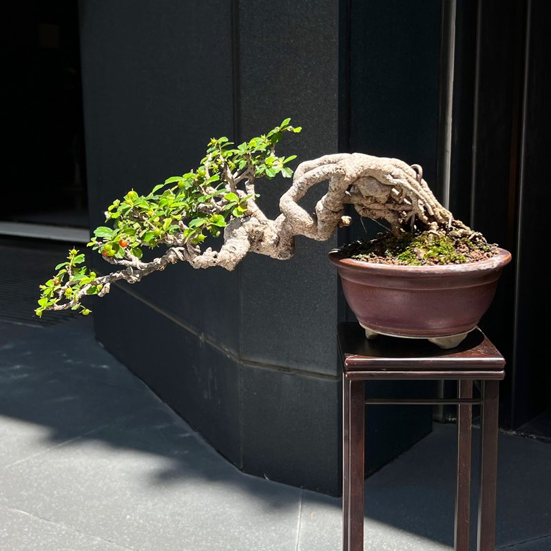 半懸崖福建茶∣中品露根盆景 結果中 - 盆栽/植栽 - 陶 