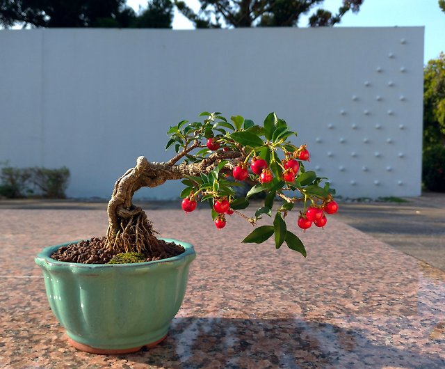 Li'sCherry∣中級露根盆栽 - ショップ mu bonsai 観葉植物 - Pinkoi