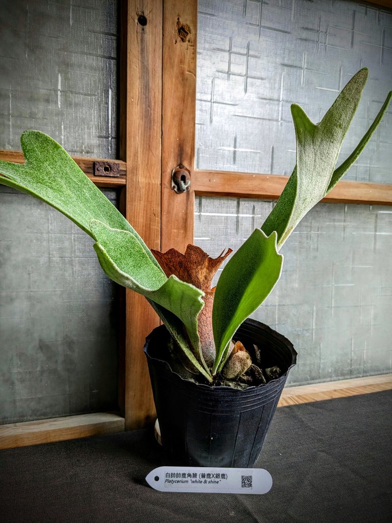 白帥帥鹿角蕨Platycerium (veitchii x bifurcatum) - 盆栽/植栽 - 植物．花 綠色