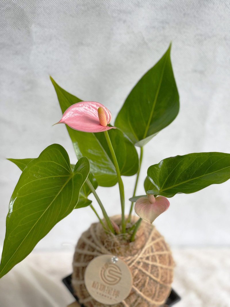PD48粉紅火鶴小苔球 - 盆栽/植栽 - 植物．花 