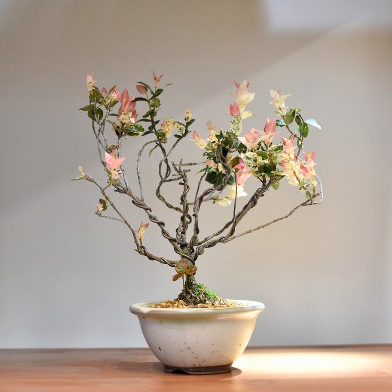 Star Jasmine| Bonsai Planet - ตกแต่งต้นไม้ - พืช/ดอกไม้ 