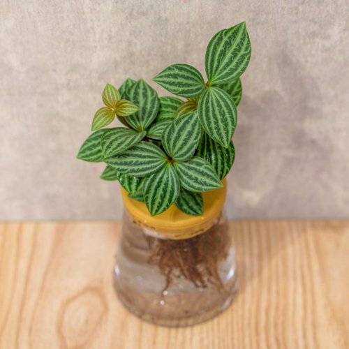 巧繪網植物館 白脈椒草 三角水耕盆栽 室內植物 觀葉植物 禮物 水培