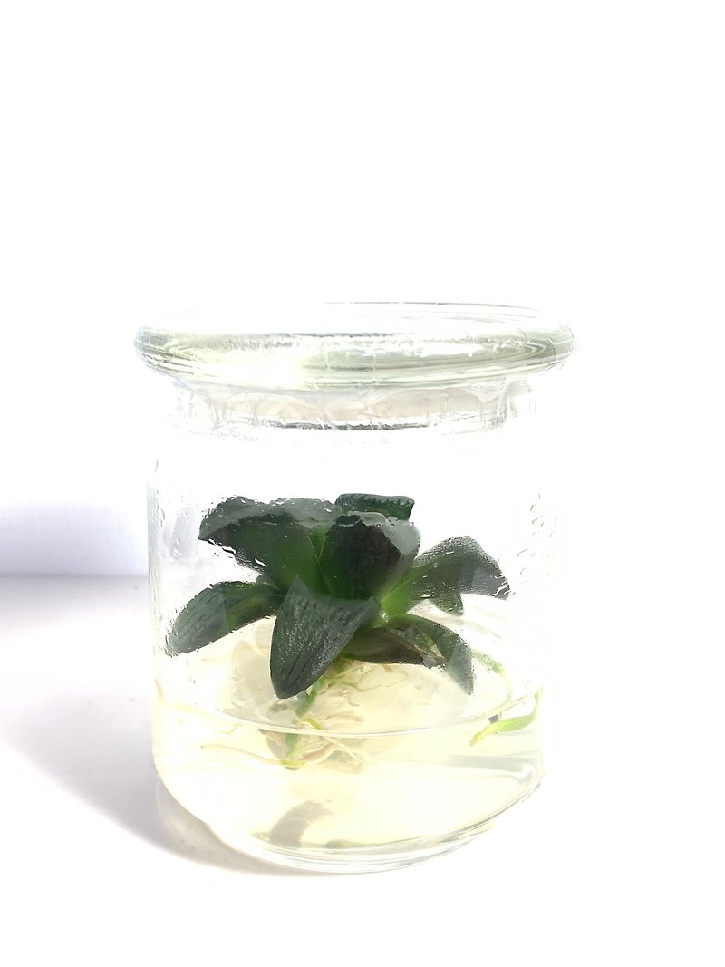 Small room bottle planting succulent series Meijishou glass lid No. 9 bottle - ตกแต่งต้นไม้ - แก้ว สีใส