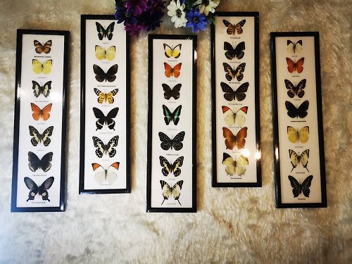 cococollection Real Mix Set BUTTERFLY Taxidermy Insect Display Frame Wall Mount Home Decor