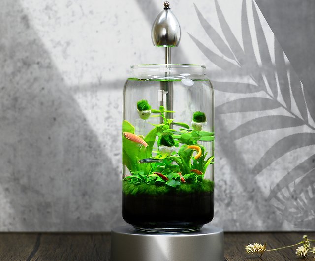 Fish Tank Glass Bottle Ecological Culture Micro Landscape Self-circulating  Small Plant Tank with Wooden Base Desktop Ornaments (Size : L) : :  Pet Supplies