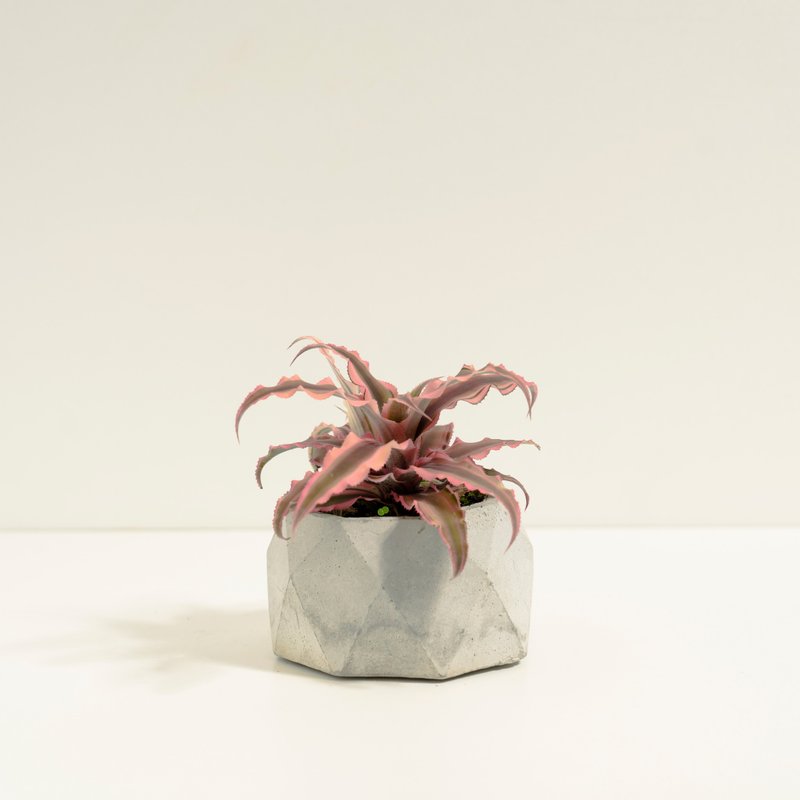 絨葉小鳳梨│泥作系列│福所栽 - 盆栽/植栽 - 水泥 粉紅色
