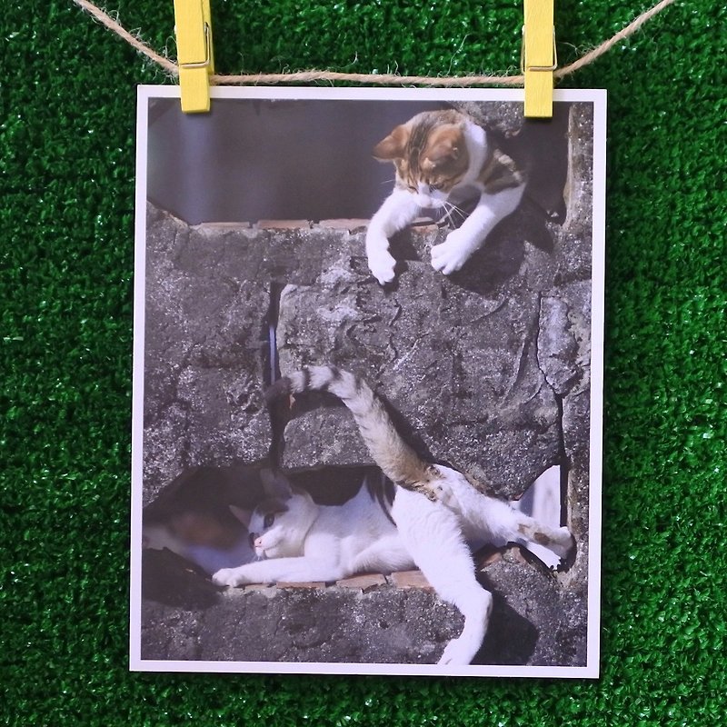 3 Cat Shop Cat J Miフォトポストカード（写真：Mrs。Cat）–のんき - カード・はがき - 紙 