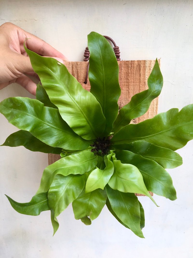 [Mountain Su] Plants on the board, home decorations, birthday gifts, foliage plants, indoor plants, on the board - Plants - Plants & Flowers 