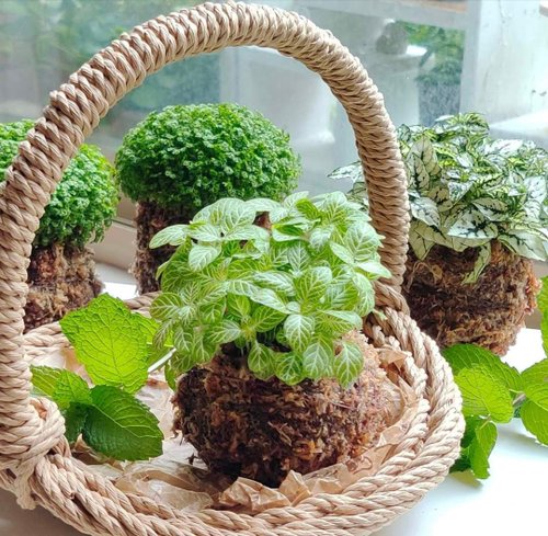Bobotree 編織生活 苔球小提籃 DIY 編織材料包【含材料包及線上教學影片】