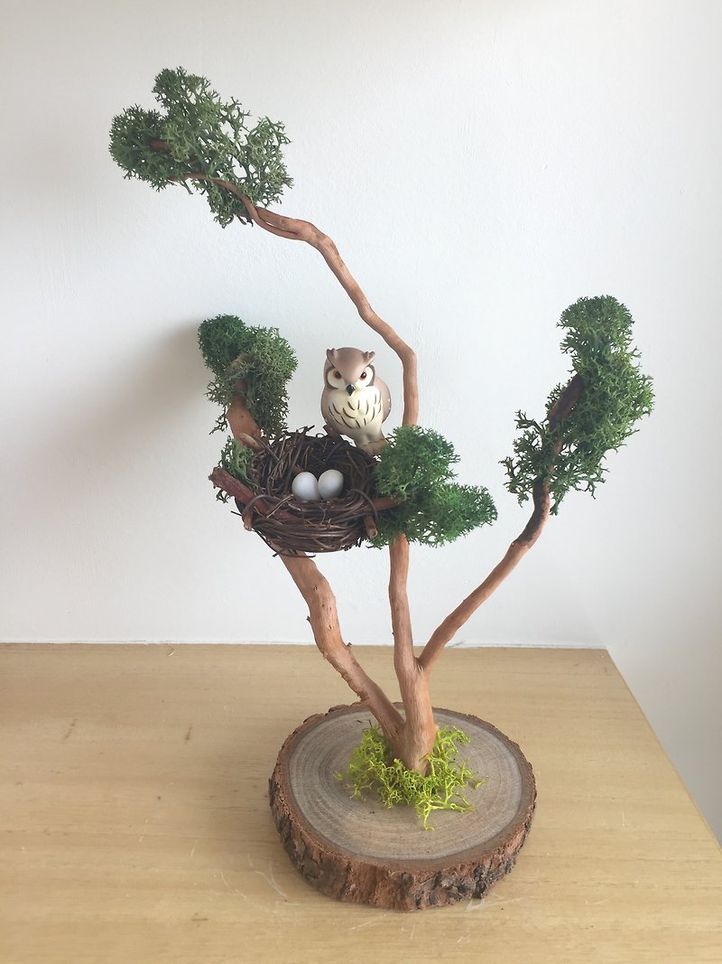 [Pure Natural] owl nest tree gift micro landscape plants - Items for Display - Wood Green