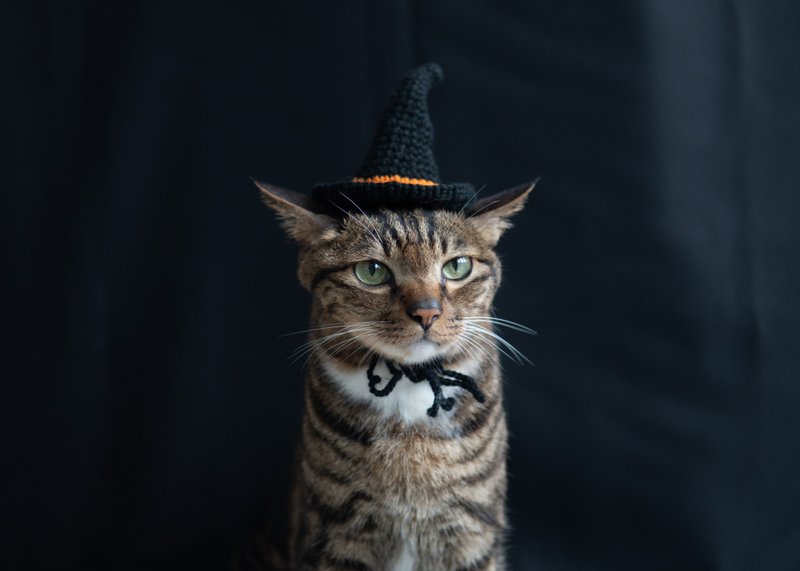 [Halloween Limited Series] Pet Hat Cat/Dog Witch Hat-Black - Other - Other Materials Black