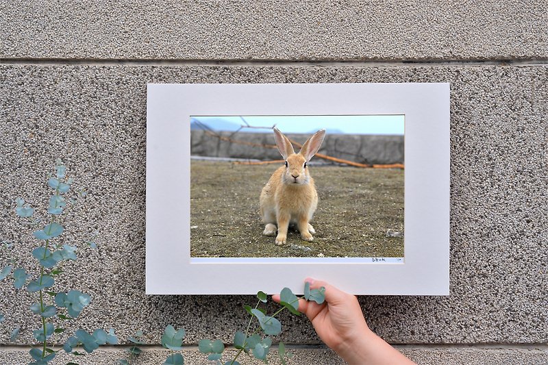 限量兔子攝影藝術原作 - 海邊的兔子 - 裝飾/擺設  - 紙 藍色