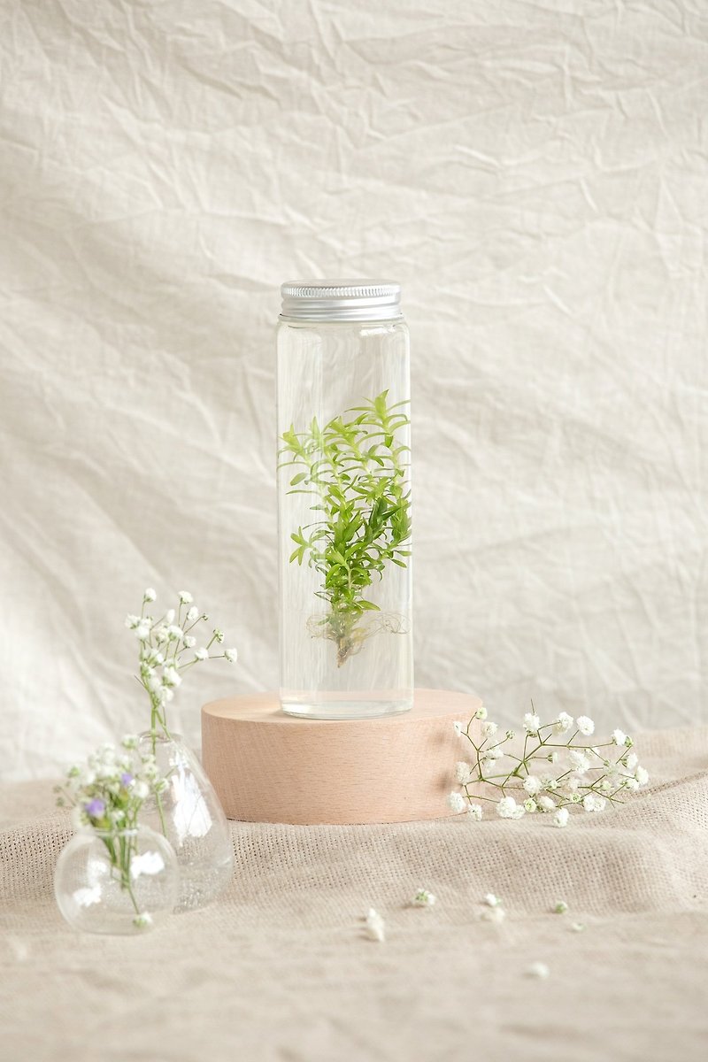 [Sun water grass] Small room bottle planted water plant bottle planted classic table healing water plant bottle - ตกแต่งต้นไม้ - แก้ว สีใส