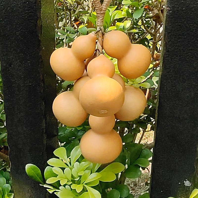 gourd pendant - ของวางตกแต่ง - พืช/ดอกไม้ 