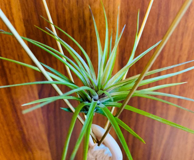 エアパイナップル白い花アメジストtillandsia Tenuifolia Emerald Forest ショップ Rainxpluie 観葉植物 Pinkoi