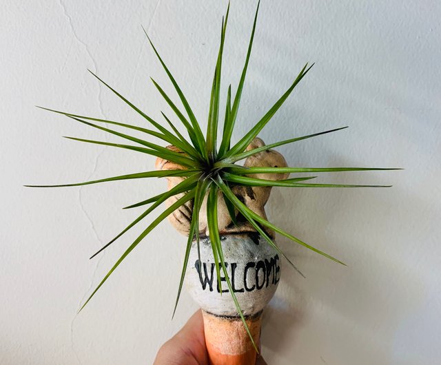 エアパイナップル白い花アメジストtillandsia Tenuifolia Emerald Forest ショップ Rainxpluie 観葉植物 Pinkoi