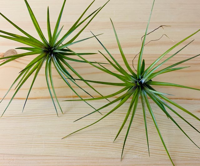 エアパイナップル白い花アメジストtillandsia Tenuifolia Emerald Forest ショップ Rainxpluie 観葉植物 Pinkoi