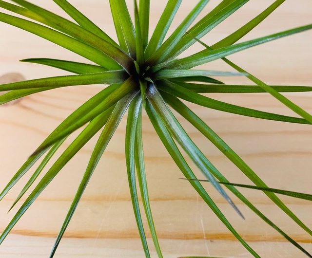 エアパイナップル白い花アメジストtillandsia Tenuifolia Emerald Forest ショップ Rainxpluie 観葉植物 Pinkoi