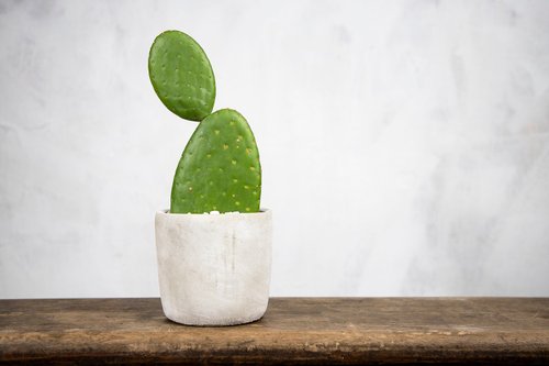 惟一花藝 ONE & ONLY FLORIST 【室內盆栽】團扇仙人掌盆栽 室內植物 多肉植物 植栽 開幕送禮