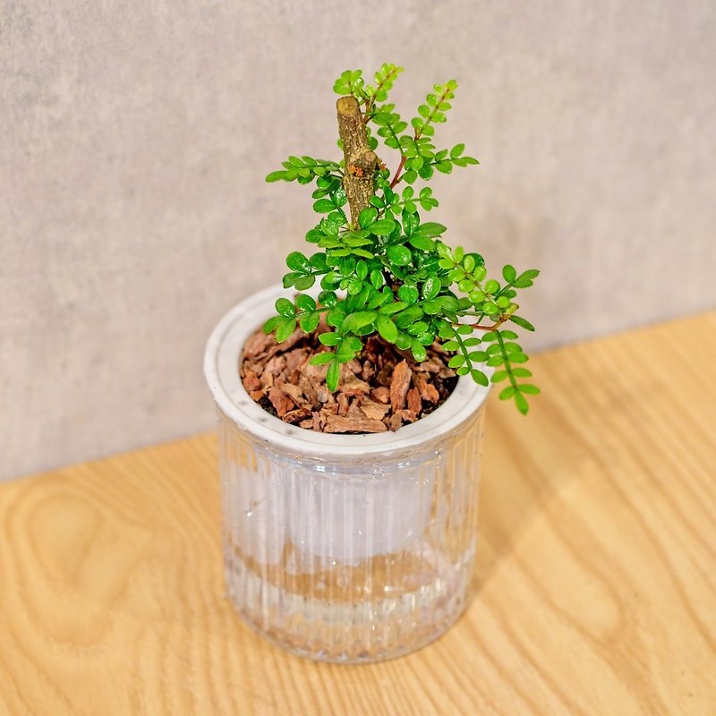 Pepperwood water-free potted indoor plants foliage plant gifts office gadgets - ตกแต่งต้นไม้ - พืช/ดอกไม้ 