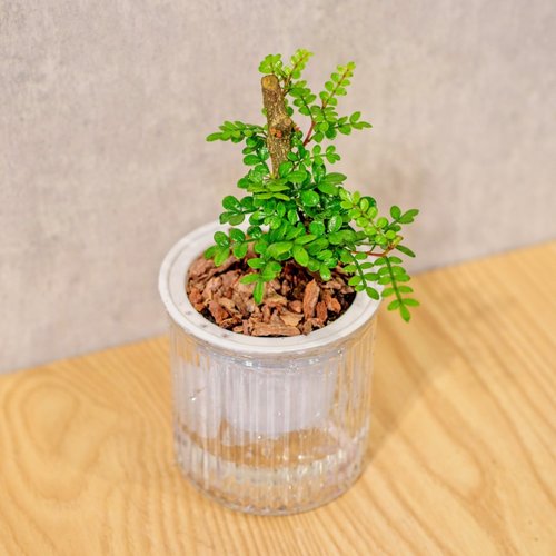 巧繪網植物館 胡椒木 免澆水盆栽 室內植物 觀葉植物 禮物 辦公室小物