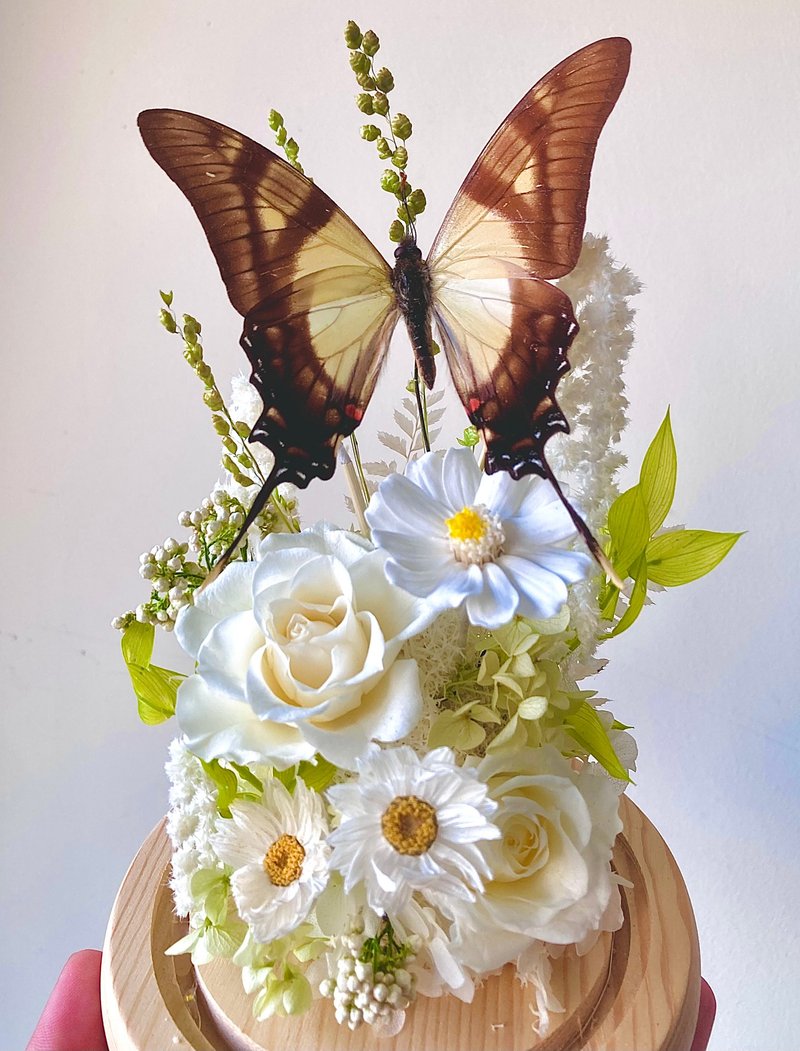 橫闊鳳蝶Eurytides serville-夜燈永生花玻璃盅/生日情人節紀念日 - 乾燥花/永生花 - 植物．花 白色