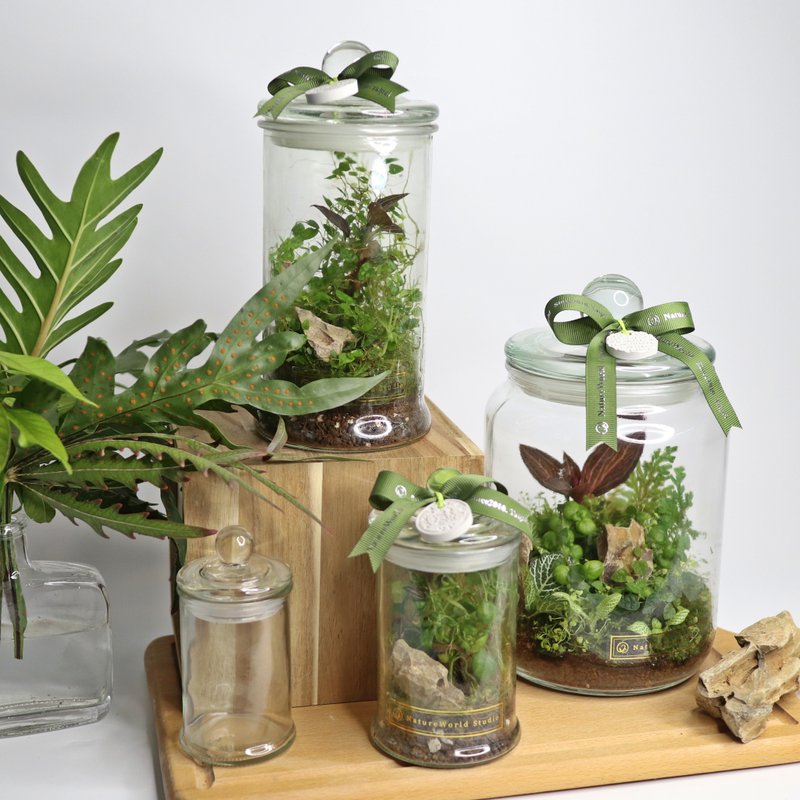【植物生態瓶】DIY材料包+教學影片 - 花藝/盆栽/植栽 - 植物．花 綠色