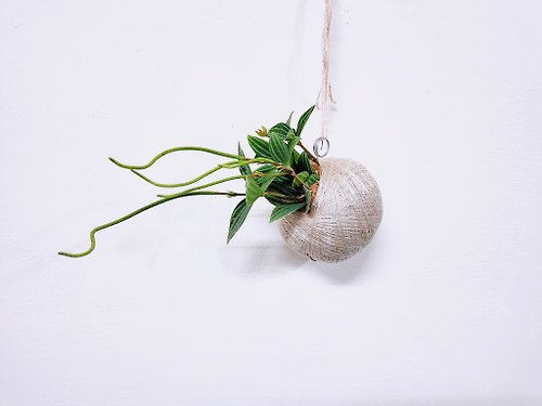 卉色 白脈椒草苔球│板植│居家裝飾│室內植物