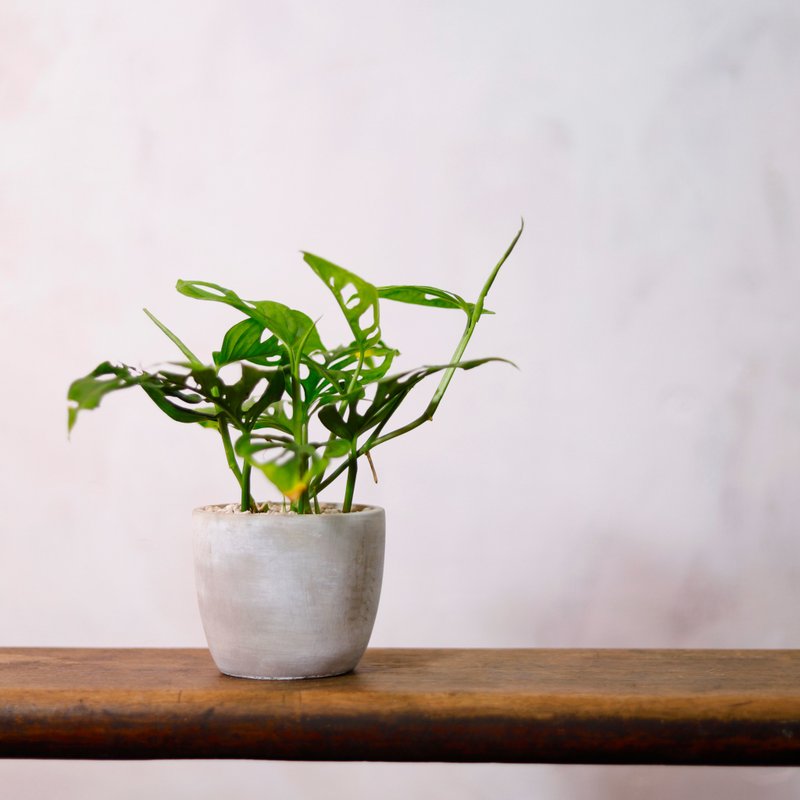 [Indoor Potted Plants] Window Turtle Taro Hole Philodendron Planting Foliage Plants Green Potted Plants - ตกแต่งต้นไม้ - พืช/ดอกไม้ สีเขียว