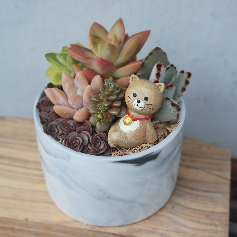 Doudou succulents and small groceries-marbling succulent planting combination - ตกแต่งต้นไม้ - ดินเผา 