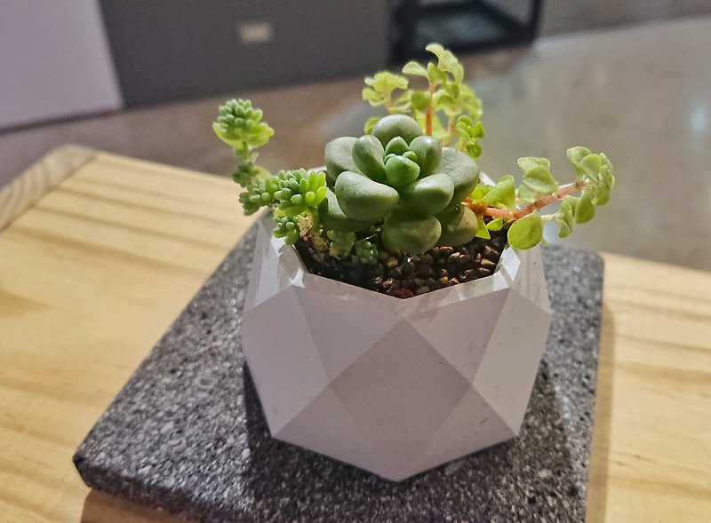 Lingge pattern meat bowl - plant basin + cement pot | pot gift birthday - Plants - Plants & Flowers Gray
