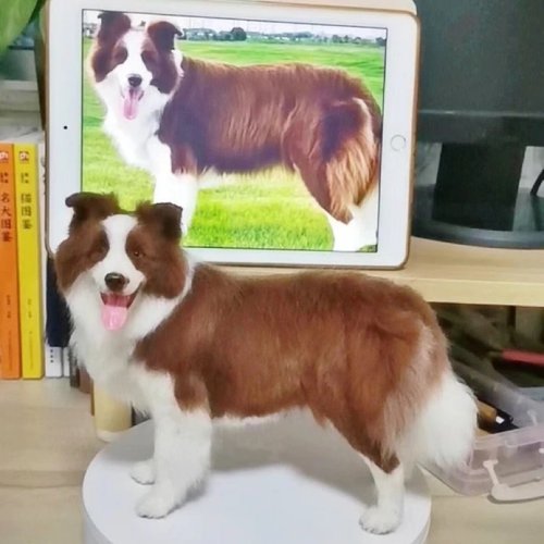 LifeXtyle 樂活式 客製化逼真邊境牧羊犬羊毛氈寵物娃娃定製複刻狗貓咪毛小孩公仔