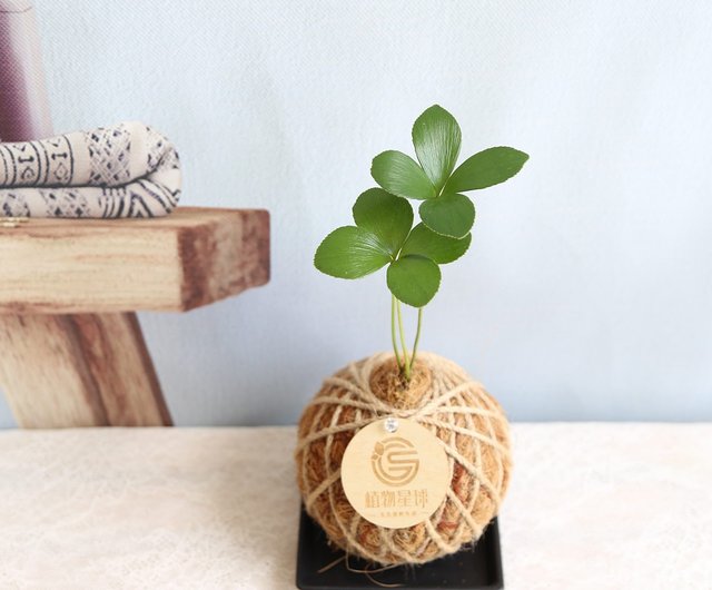 自然植栽 Pd62 ラッキーグラス鉄の木 小さな苔玉 オフィス小物 結婚式小物 交換ギフト ショップ Keyura Garden 観葉植物 Pinkoi
