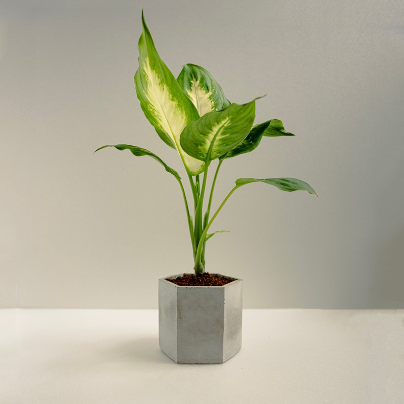 白玉黛粉葉│泥作系列│福所栽 - 盆栽/植栽 - 水泥 綠色