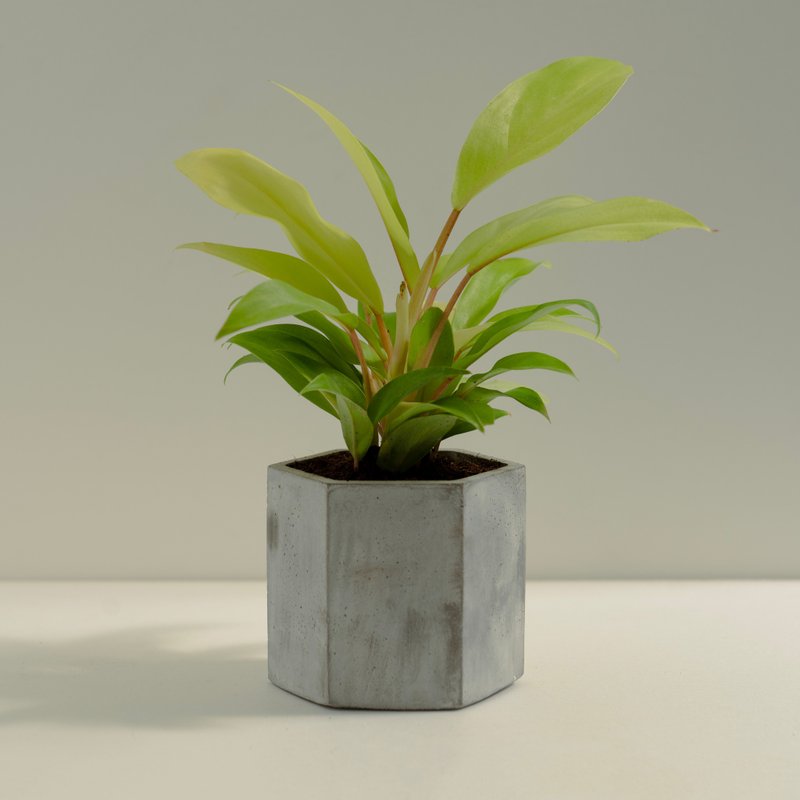 黃金蔓綠絨│泥作系列│福所栽 - 盆栽/植栽 - 水泥 黃色