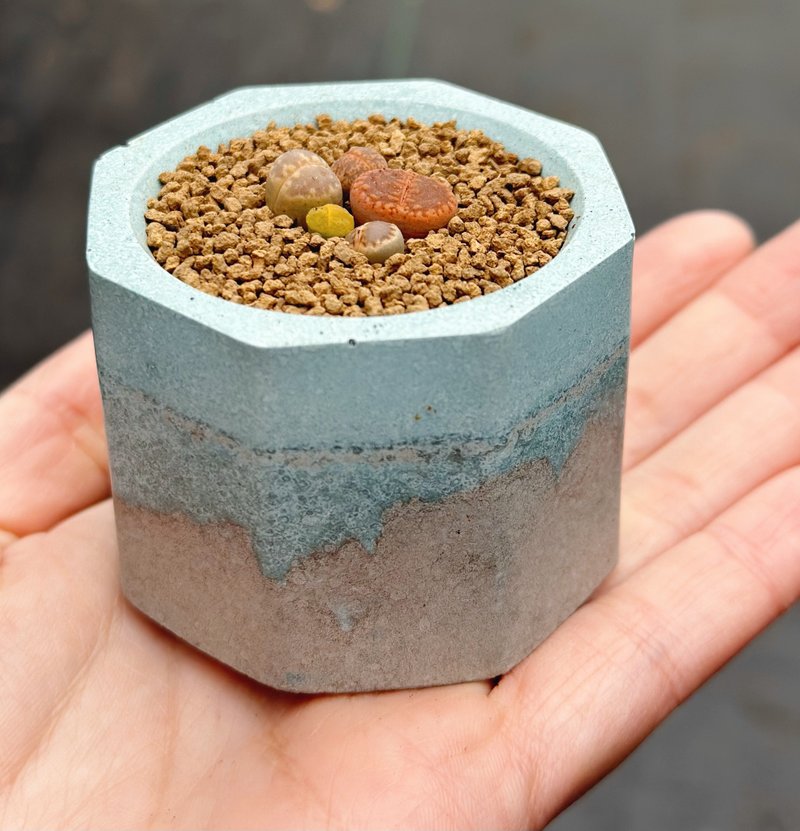 In stock//Hand-made Cement pots, stone flowers, jade butts, succulent hexagonal Cement pots, small potted plants - ตกแต่งต้นไม้ - ปูน สีน้ำเงิน